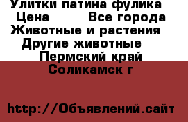 Улитки патина фулика › Цена ­ 10 - Все города Животные и растения » Другие животные   . Пермский край,Соликамск г.